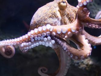 What colour is an Octopus's blood?