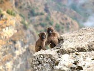 Native to Ethiopia, what type of animal is a Gelada? 