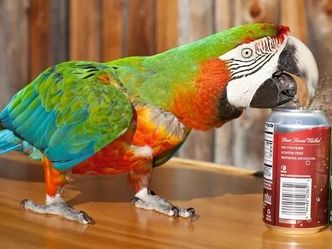 How many canned drinks were opened by a parrot in one minute?