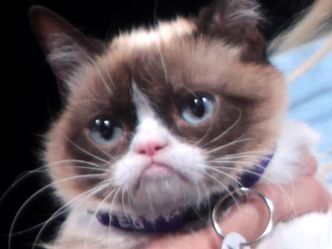 What was the real name of this "Grumpy Cat"?
