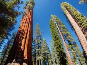 Which is taller: Redwood tree or Giant Sequoia?