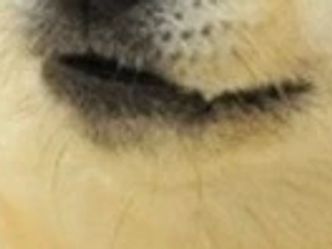Clue: This is an animal.