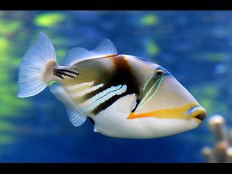 What's the Hawaiian name for the Reef triggerfish?