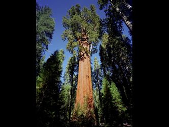 In Sequoia NP stands the largest known living single-stem tree on Earth. What's its name?