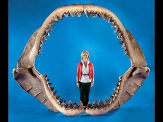 What's the name of the giant shark that lived millions of years ago?