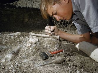 Who excavates dinosaurs?