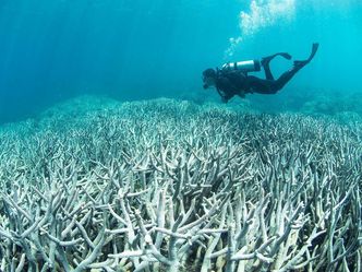 How much of the world's coral reefs have disappeared since the 50s?