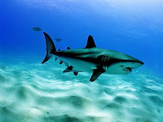 In which ocean are sharks most diverse?