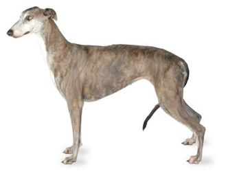 This breed is the only purebred dog referred to in the Bible by name, which breed is it?