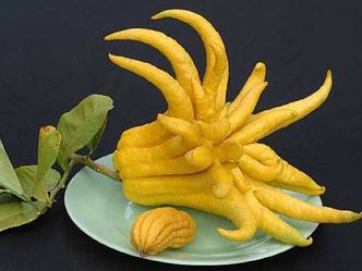 This fruit is called _______'s Hand Citron, also known as the Fingered Citron. What word fills in the blank?