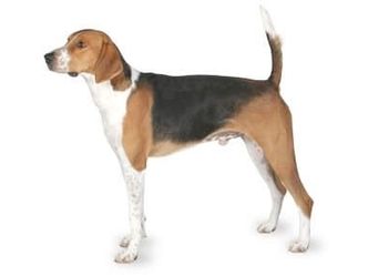 This breed is the state dog of Virginia, which breed is it?