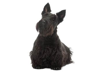 This is the Scottish Terrier. Since the 1950s, this breed has been the most popular game piece of what game?