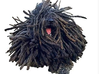 This is the Puli, also known as the Hungarian Herding Dog. True or false?