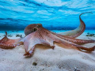 How many brains does an octopus have?