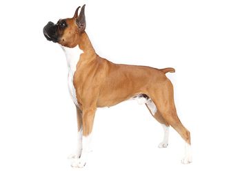 This breed of dog takes three years to reach maturity, what is its name?