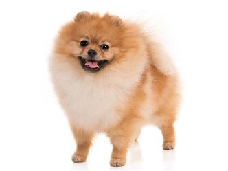 This is a Pomeranian, a breed that is closely related to the Husky. True or false?