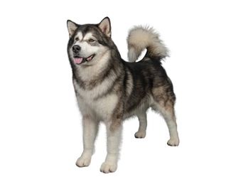 This dog was named the official state dog of Alaska in 2010, what is the name of this breed?