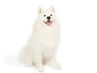 This breed of dog is the Samoyed, a breed that originated from Siberia. How do you pronounce their name?