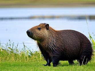 What is the world's largest rodent?