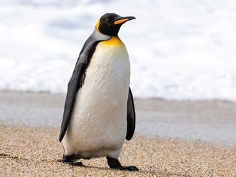 This nation once knighted a penguin