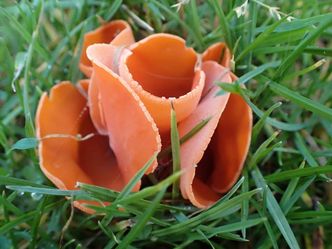 Orange Peel Fungus, Aleuria aurantia