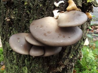Oyster Mushroom, Pleurotus ostreatus 