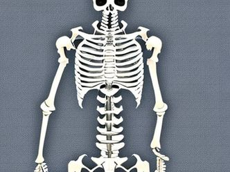 What is the main function of the skeleton? 