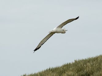 How far can the wingspan of a Great Albatross reach?