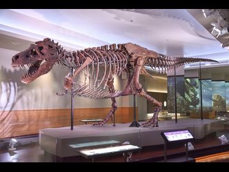 What is the name of the most complete and best preserved Tyrannosaurus rex?
