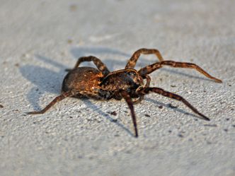 This is a robust hunter. What kind of spider is it?