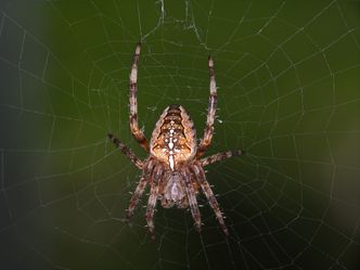 Can you identify the spider in the web?
