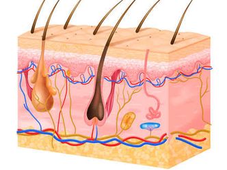 Which layer of the skin contains blood vessels, nerve endings, and sweat glands?
