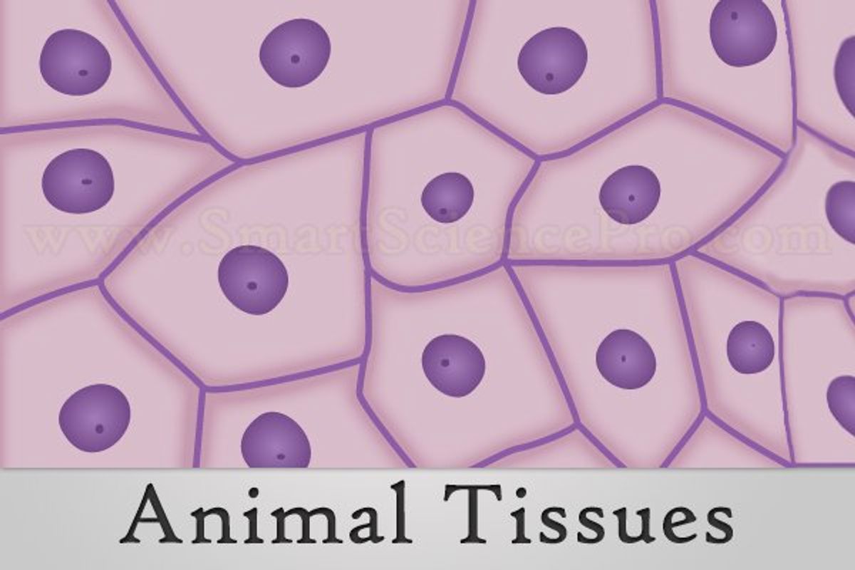 Animal Tissues