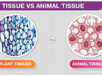 Which connective tissue is highly vascular and consists of a liquid matrix?
