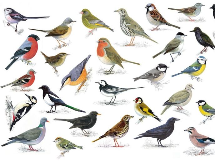 British Bird Quiz 