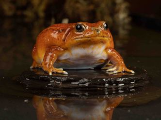 Where are tomato frogs native to?