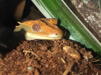 Where are crested geckos native to?
