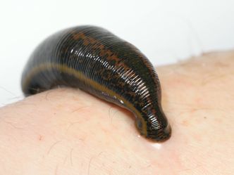 What did a leech collector often use as a lure for collecting leeches?