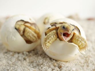 Reptiles usually lay eggs that hatch outside the body. What is the term that means this?
 