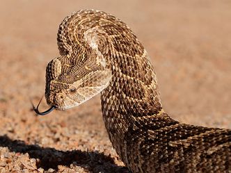 What snake is known for inflating its body with air, then contracting and making a loud hissing noise?