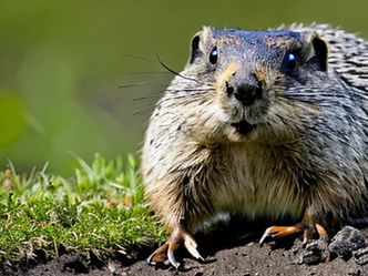 What's the commonly used American name for a woodchuck?