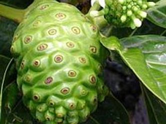 What is the common name of this Fruit? 