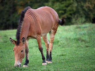 A cross between a horse and a zebra is called a "Hobra".