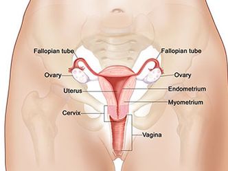 It is a small, oval-shaped glands located on either side of your uterus. 