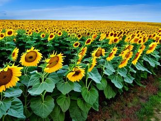 Which U.S. state is known as the sunflower state?