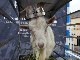 In Kerry, they traditionally crown a GOAT, lock him in a cage, suspended above the town - what do they call him?