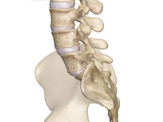 How many vertebrae does the average human possess?