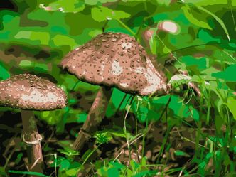 What is the study of mushrooms called?