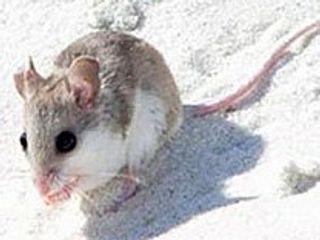 Alabama Beach Mouse Quiz