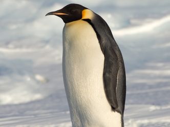 Which of following penguins inhabit Antarctica?